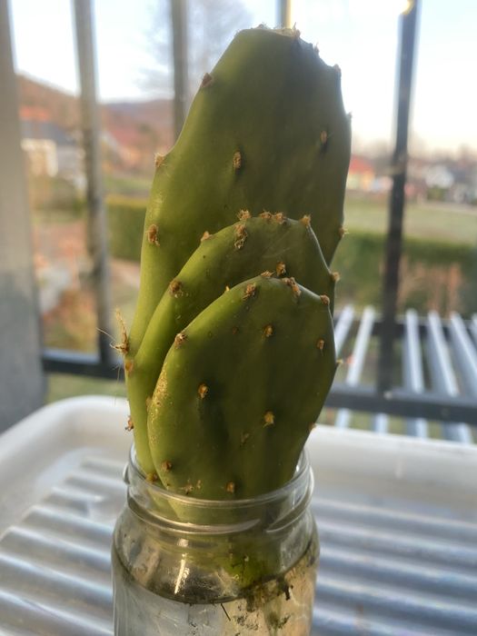 opuncja z chorwacji 3szt  kaktus