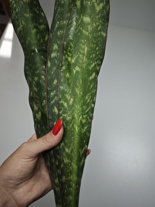 REZERWACJA Sansevieria Ngare Nanyuki