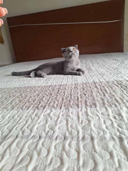 scottish fold fêmea blue