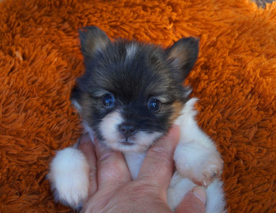 мини девочка папильон