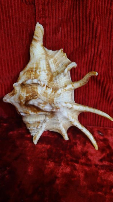 Две ракушки ламбис с красивой окраской