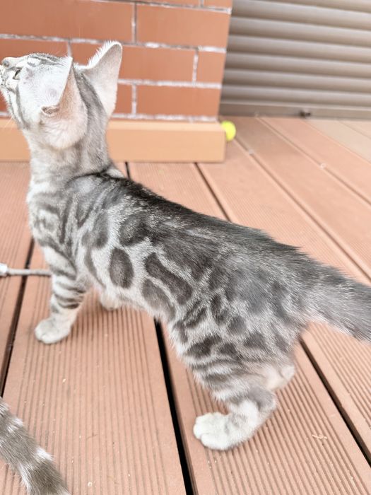 Бенгал  Silver Girl