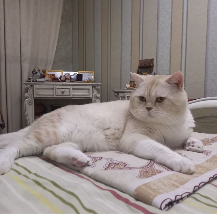 Кошенята Scottish Straight