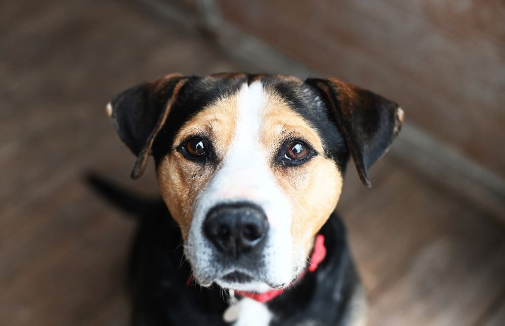 Kochający psiak w typie Ttb czeka na swoj dom