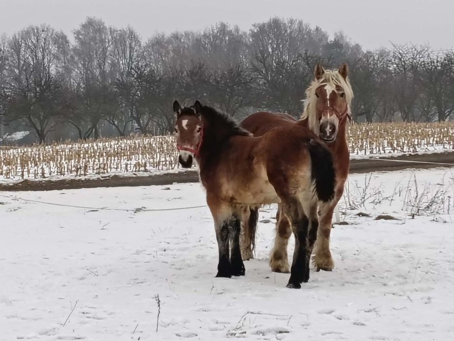 Klacz kasztana że zrebicą