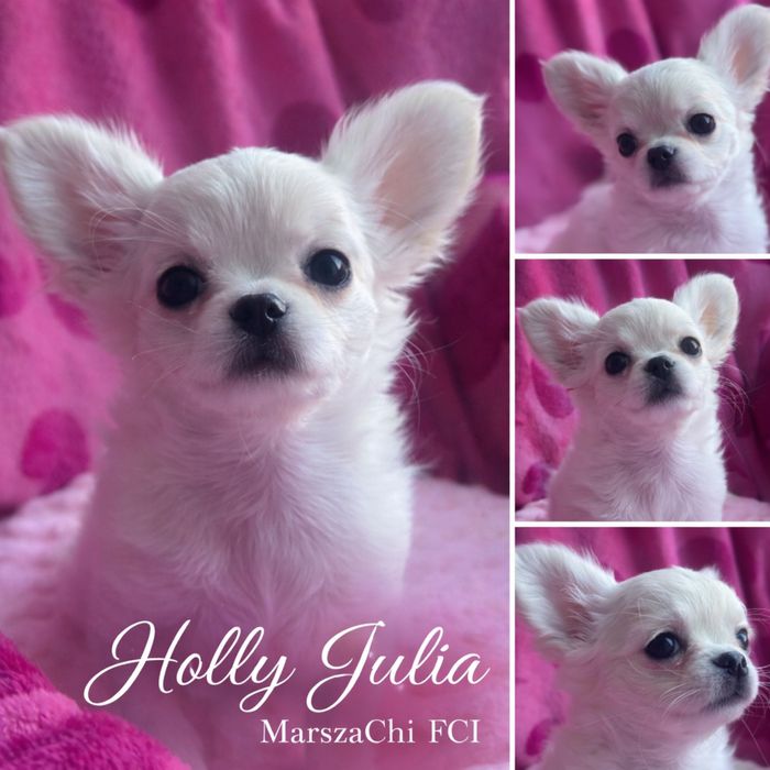 Chihuahua długowłosy Holly Julia