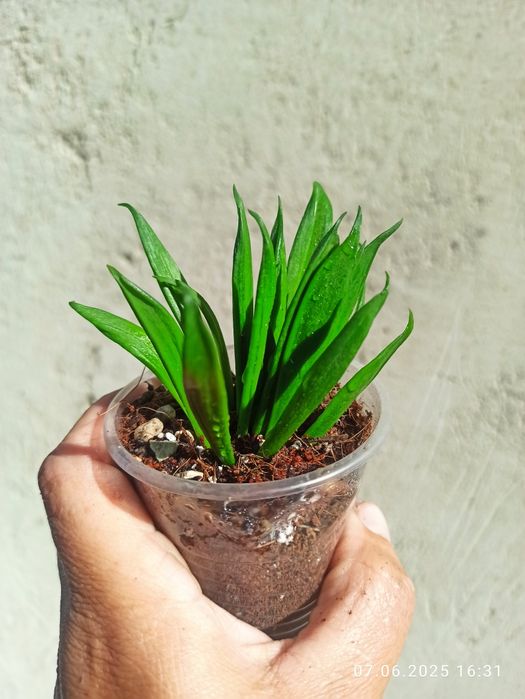 Сансевієрії Індонезія і Голандські