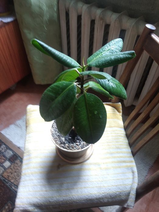 Продам 2 вазона фикус 300грн шт