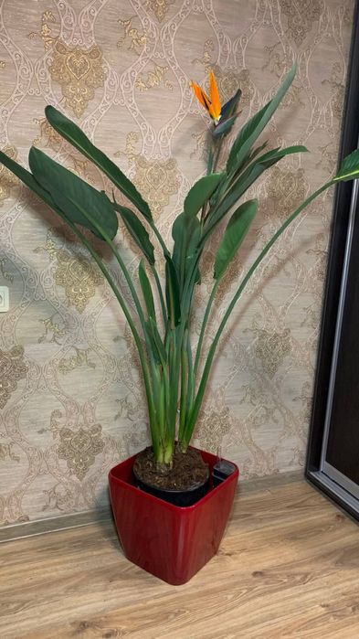 Стрелиция Reginа   h 165 cм