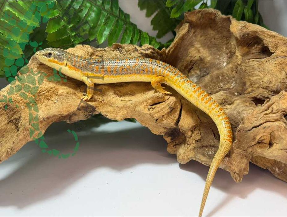 Scynk berberyjski scynki berberyjskie nie agama nie gekon Warszawa