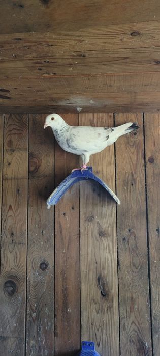 Pombos Correios (Cerca de 25 aves)
