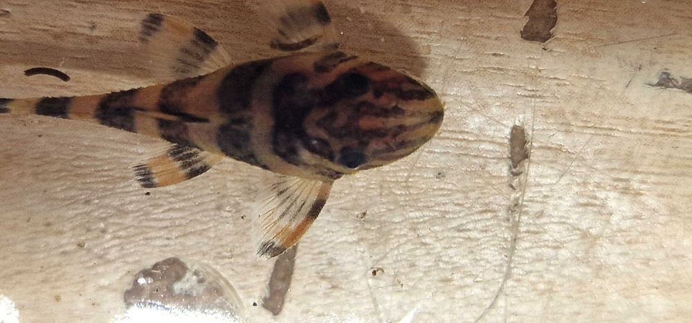 Zbrojnik L398 Panaqolus tankei.
