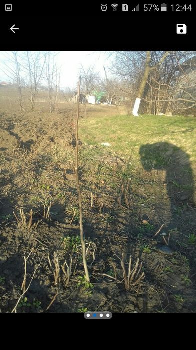 Саджанець грецького горіха