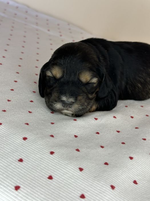 Цуценятко Англійський кокер спаніель