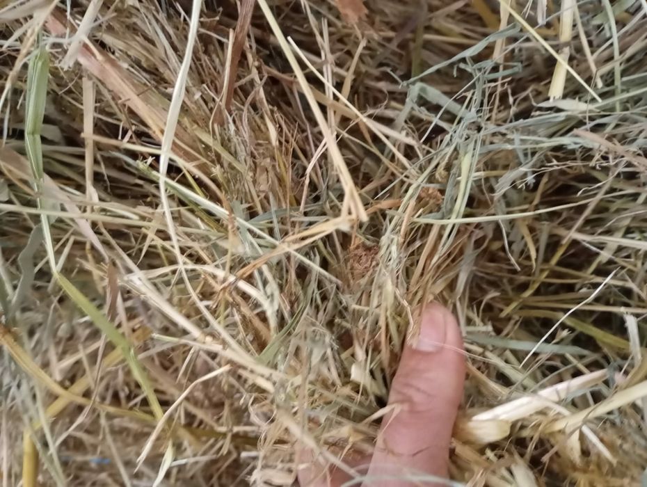 Rolos de feno e luzerna