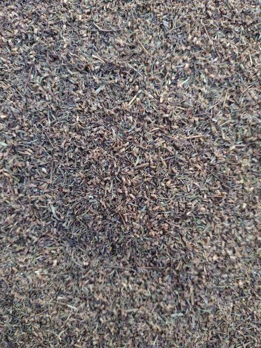 Tymianek nasienny 2025 liść