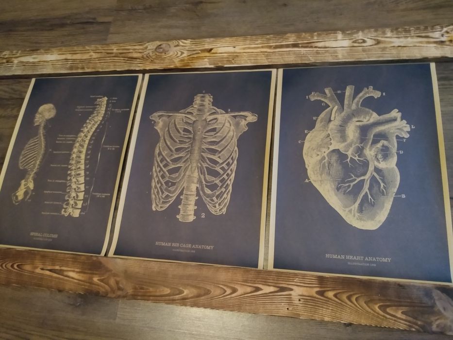 Plakaty 3x Anatomiczne.