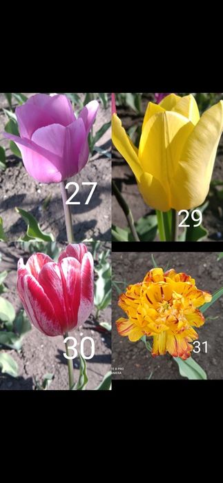 Цибулини тюльпанів продам