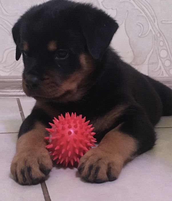 Щенки ротвейлера