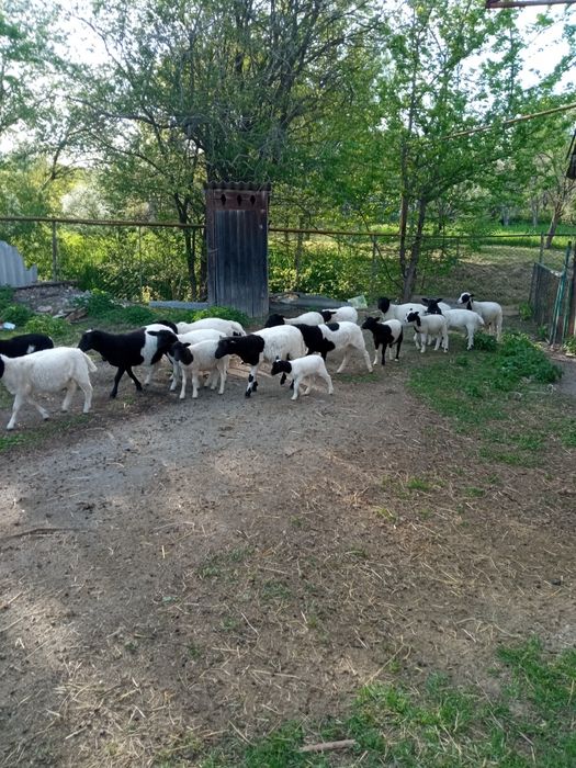 Вівці барани ...