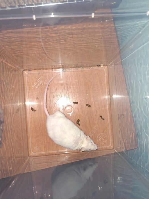 Mysz albinos samiec