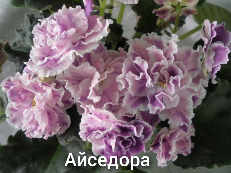 Продам фіалки дуже гарні