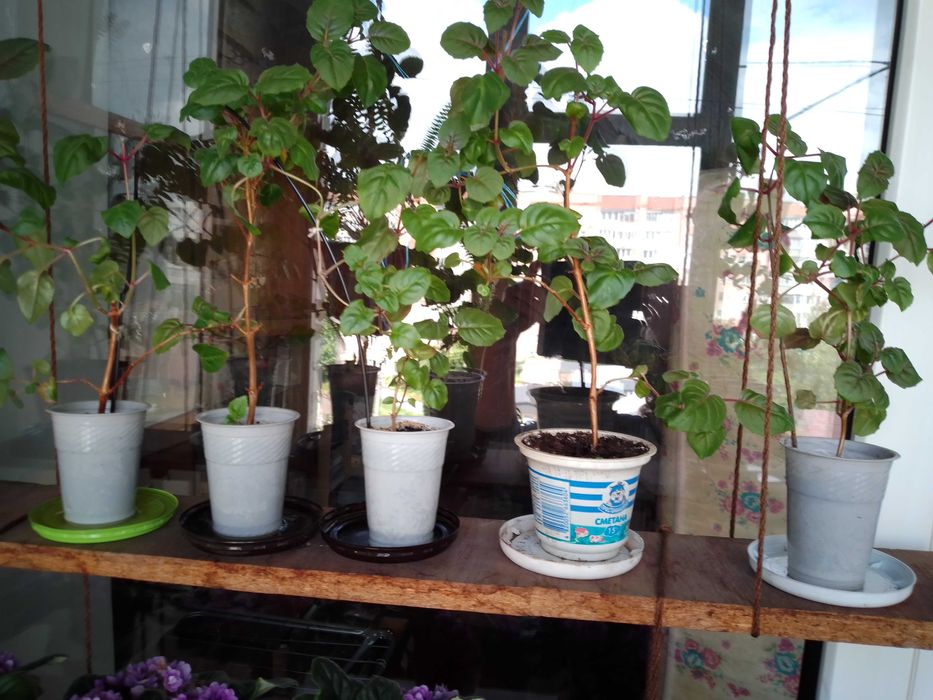 Фуксия молодая .