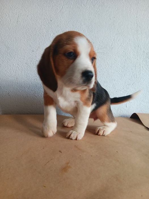 Beagle tricolor  porte pequeno