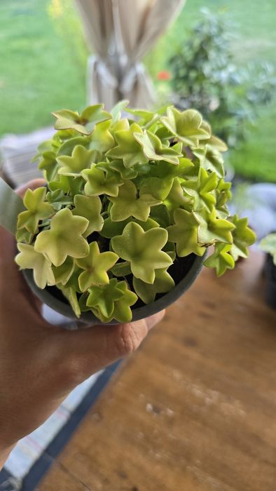 Pelargonium Golden Baby
