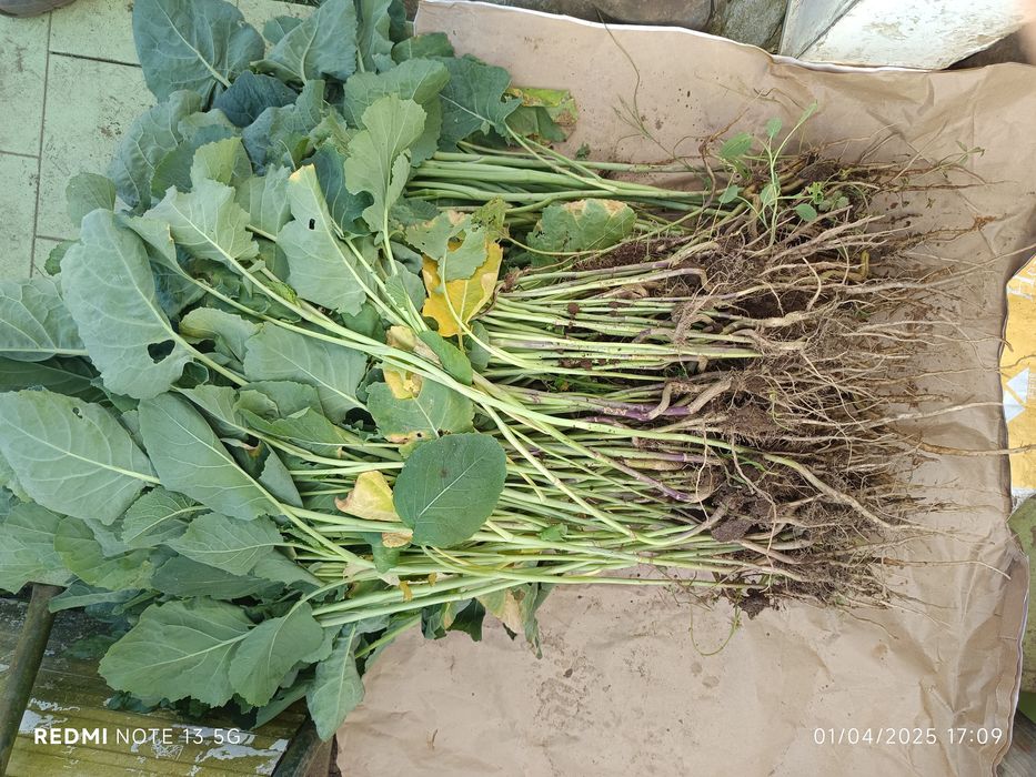 Pés de couve para plantar