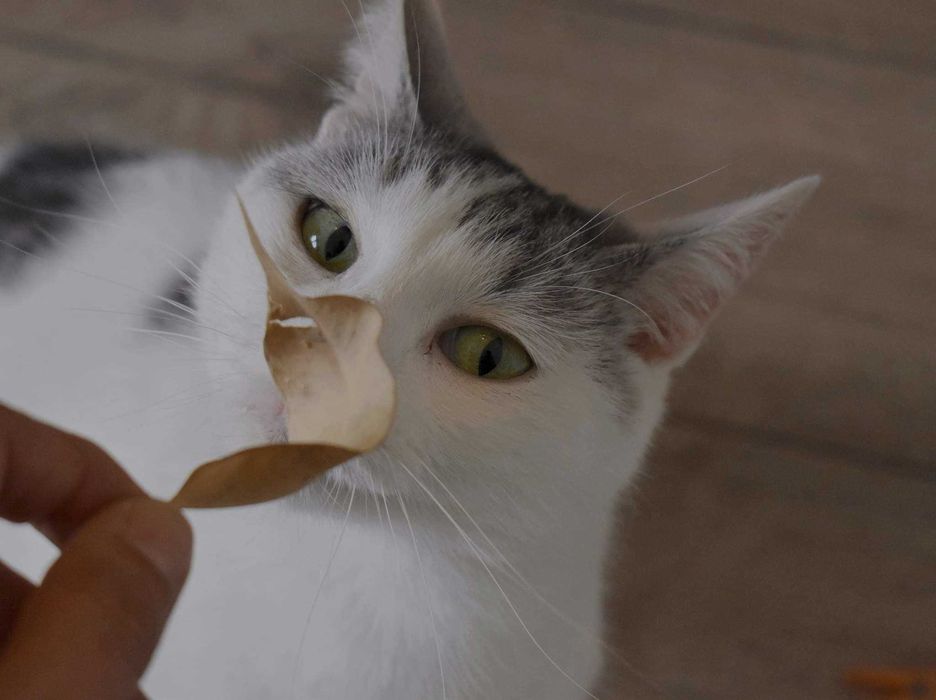 Uroczy Diego poleca się do adopcji!