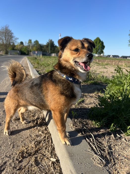 Do adopcj maly psiak Dolar