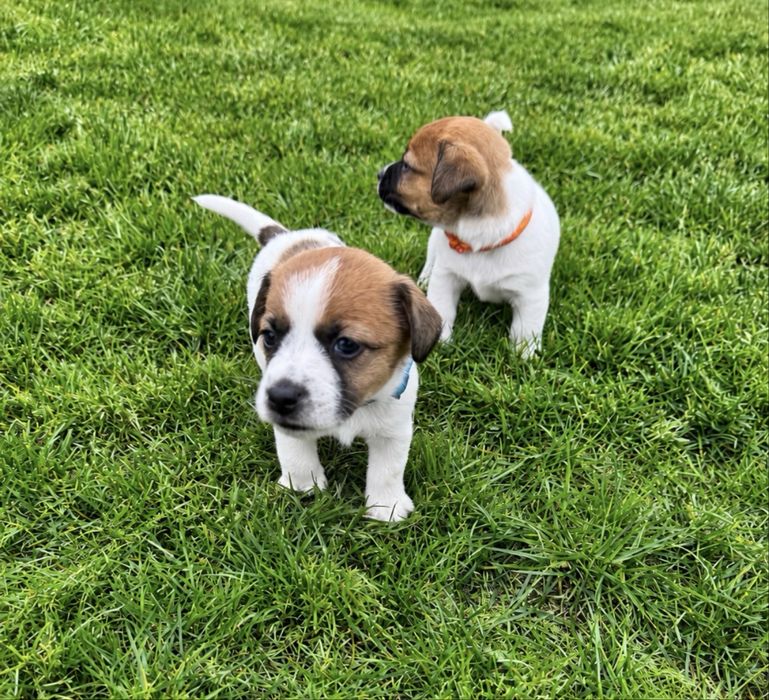 Jack Russell Terrier