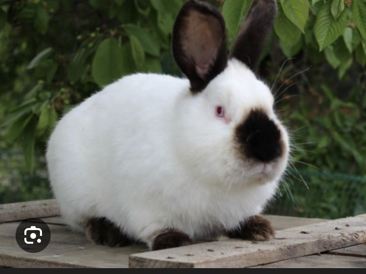 Продам кролі породи каліфорнія