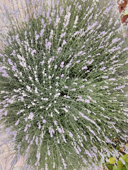 Продам цвіт лаванди