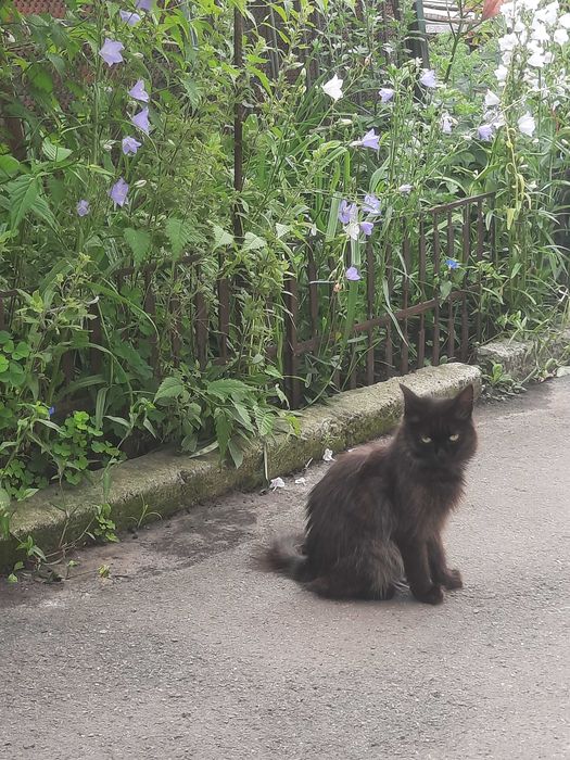 Котики шукають сім'ю