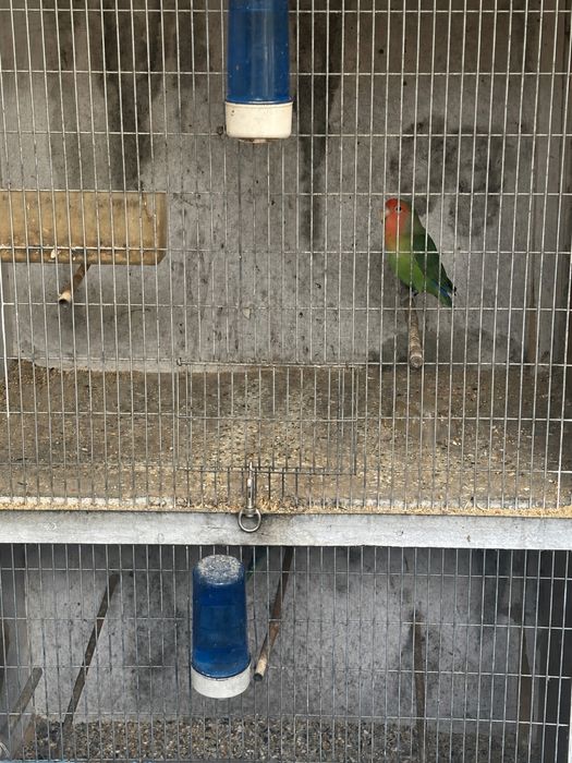 Vendo 2 machos de agaponis