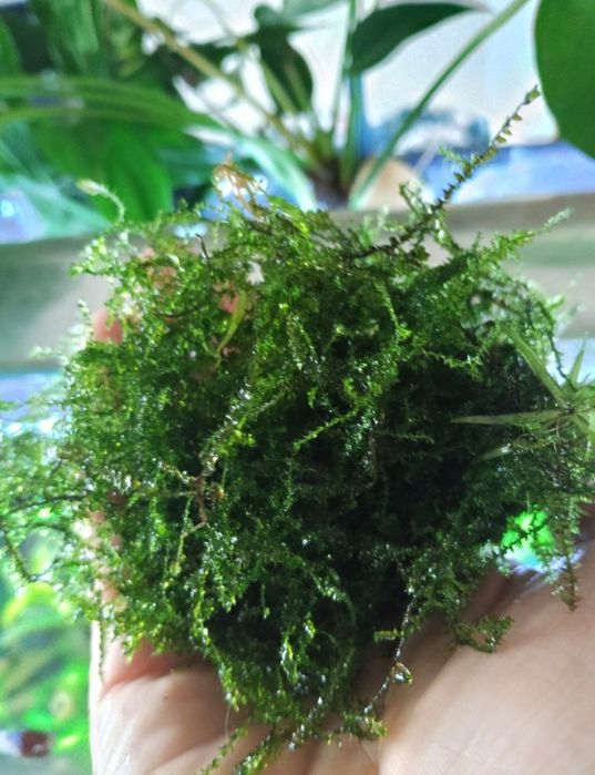 Kępka mchu Java Moss mech jawajski roślina akwariowa