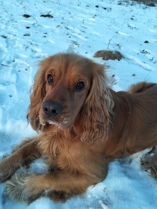 Кокер Спаніель,злучка