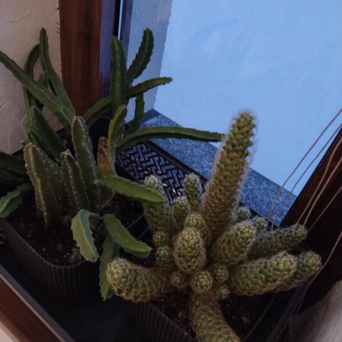 Кактуси   домашні