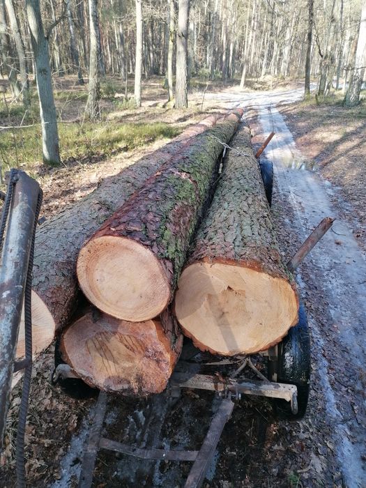 Sosna tartaczna, budowlana