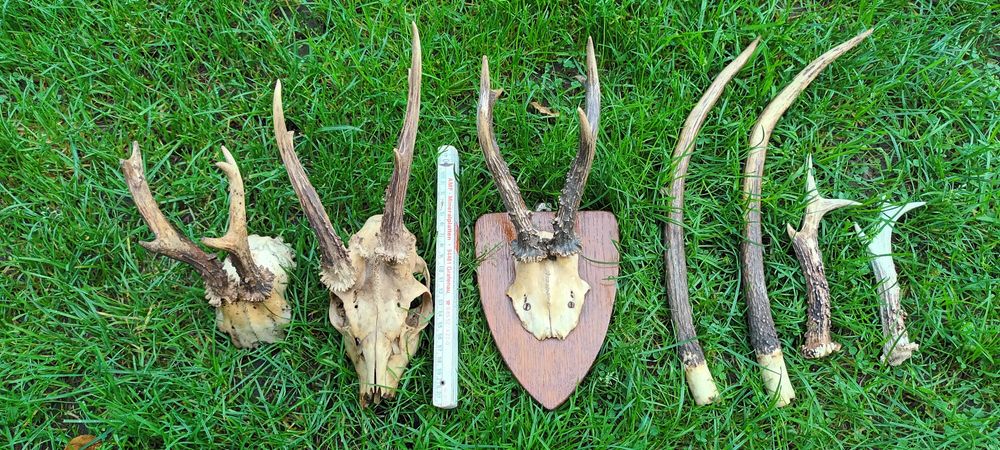 Poroże rogi koziołek