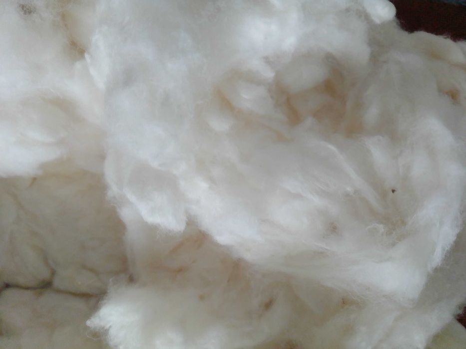 Fibra de algodão orgânico cru