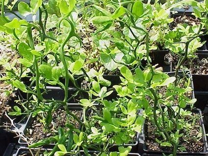 Poncirus TRIFOLIATA или Дикий Лимон, Понцирус Трифолиата. Комнатный