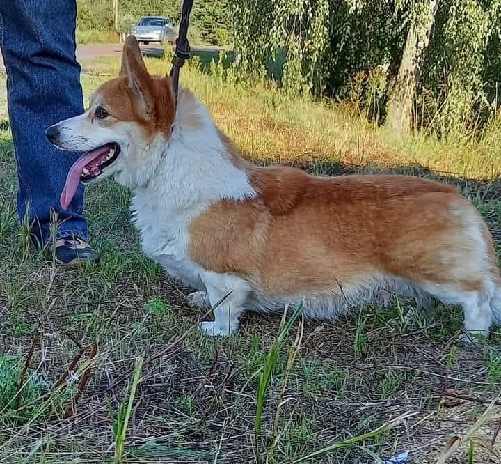 Вельш корги пемброк