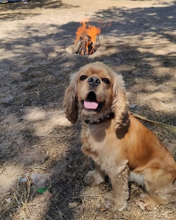 Американский спаниель вязка