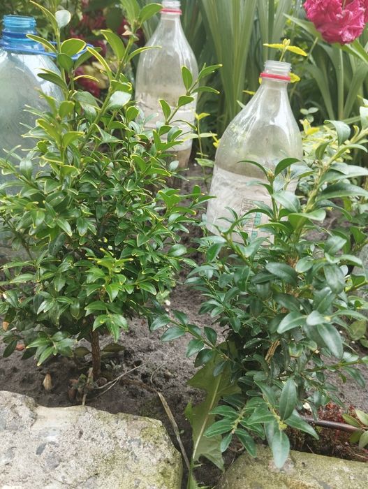 Продам саджанці самшиту