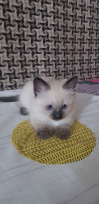 Сіамські кошенята.