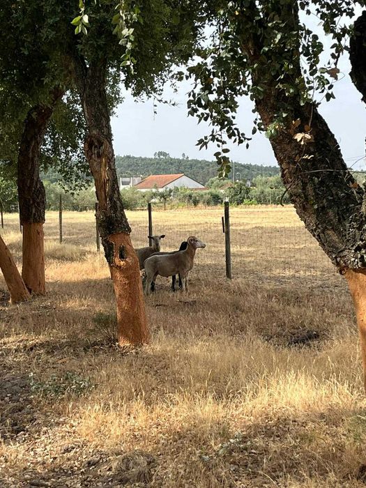 Venda ou Troca Carneiros suffolk x ile de france  1 ano