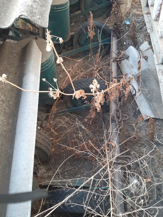 Продам сівалку ,,руминку,, спч 6 рядкову